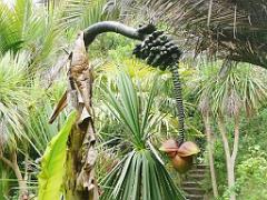 131 Ile de Batz Jardin Georges Delaselle_000029